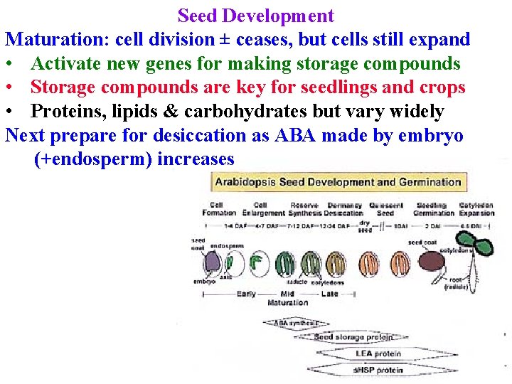 Seed Development Maturation: cell division ± ceases, but cells still expand • Activate new
