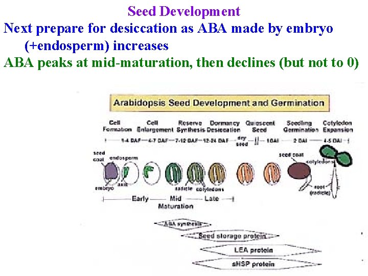 Seed Development Next prepare for desiccation as ABA made by embryo (+endosperm) increases ABA