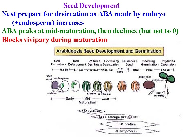 Seed Development Next prepare for desiccation as ABA made by embryo (+endosperm) increases ABA