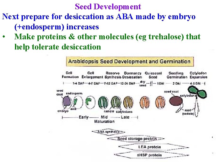 Seed Development Next prepare for desiccation as ABA made by embryo (+endosperm) increases •