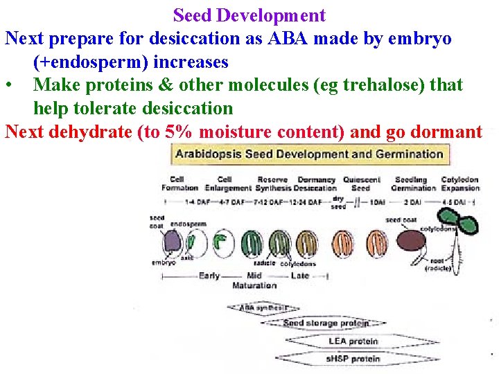 Seed Development Next prepare for desiccation as ABA made by embryo (+endosperm) increases •