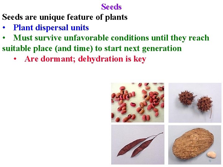 Seeds are unique feature of plants • Plant dispersal units • Must survive unfavorable