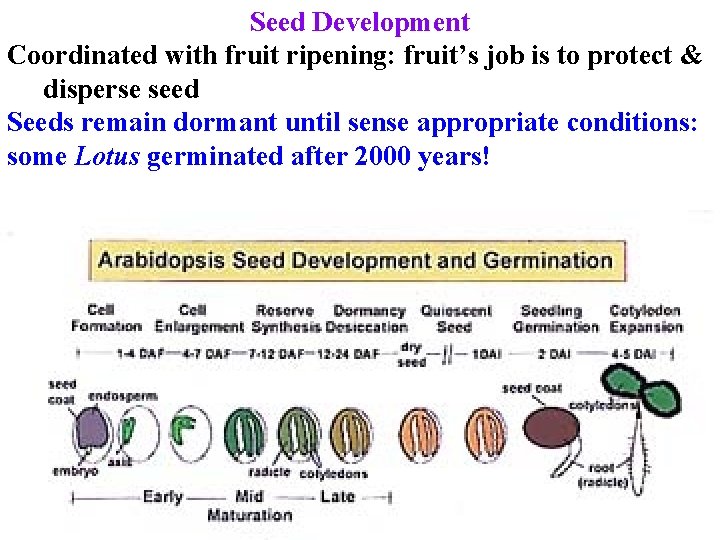 Seed Development Coordinated with fruit ripening: fruit’s job is to protect & disperse seed