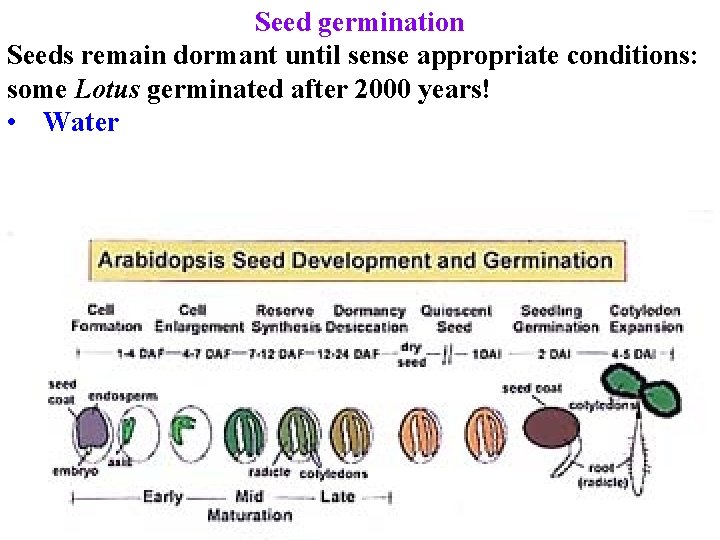 Seed germination Seeds remain dormant until sense appropriate conditions: some Lotus germinated after 2000