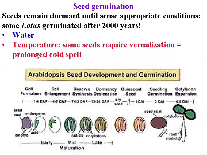 Seed germination Seeds remain dormant until sense appropriate conditions: some Lotus germinated after 2000