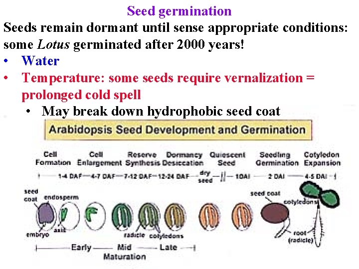 Seed germination Seeds remain dormant until sense appropriate conditions: some Lotus germinated after 2000