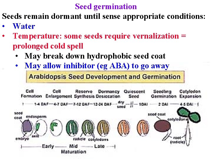Seed germination Seeds remain dormant until sense appropriate conditions: • Water • Temperature: some