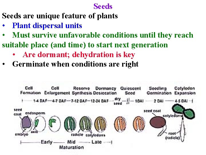 Seeds are unique feature of plants • Plant dispersal units • Must survive unfavorable