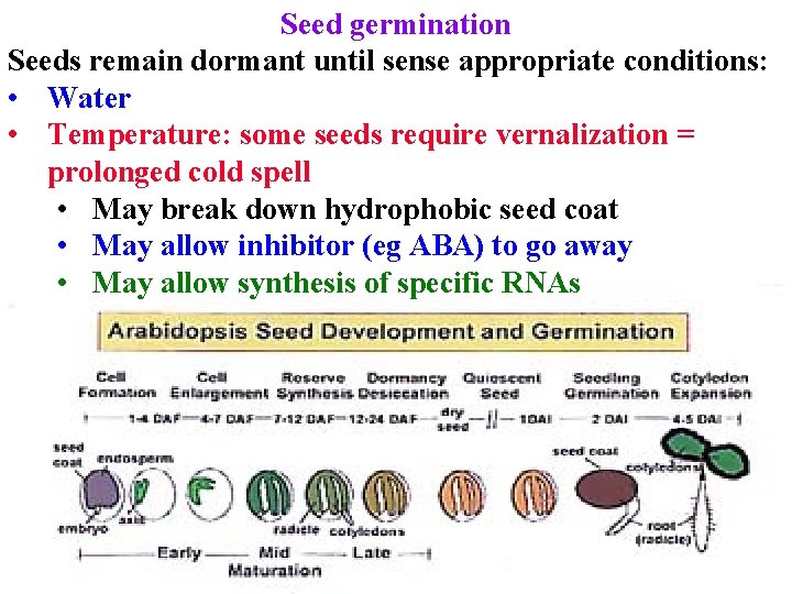 Seed germination Seeds remain dormant until sense appropriate conditions: • Water • Temperature: some