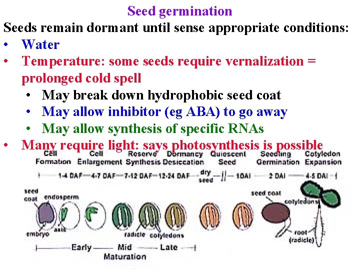 Seed germination Seeds remain dormant until sense appropriate conditions: • Water • Temperature: some