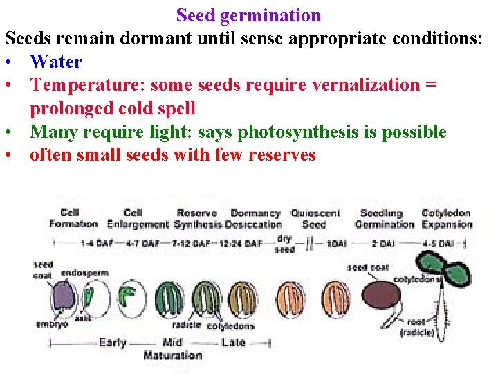 Seed germination Seeds remain dormant until sense appropriate conditions: • Water • Temperature: some