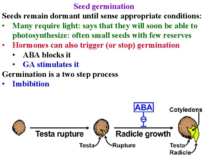 Seed germination Seeds remain dormant until sense appropriate conditions: • Many require light: says