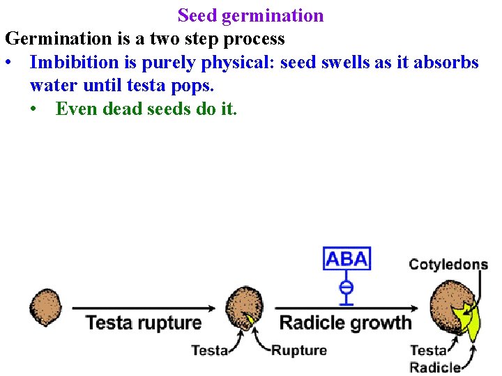 Seed germination Germination is a two step process • Imbibition is purely physical: seed