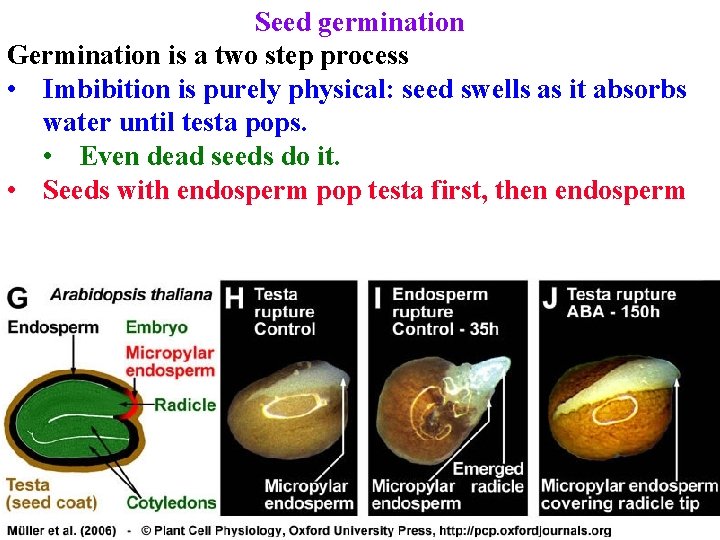 Seed germination Germination is a two step process • Imbibition is purely physical: seed