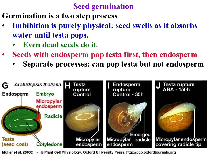 Seed germination Germination is a two step process • Imbibition is purely physical: seed