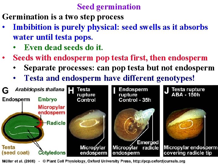 Seed germination Germination is a two step process • Imbibition is purely physical: seed