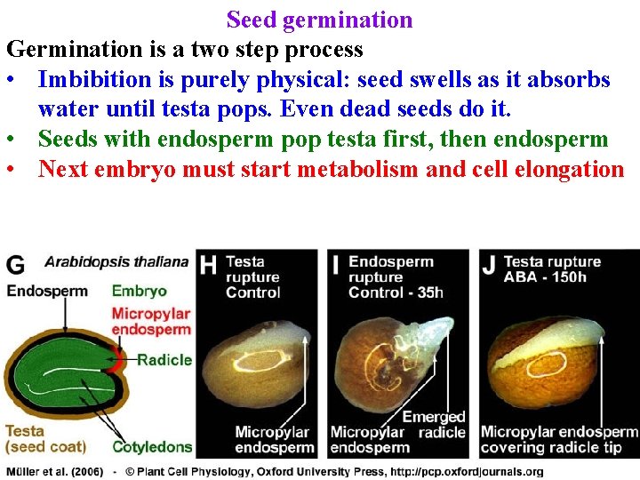 Seed germination Germination is a two step process • Imbibition is purely physical: seed