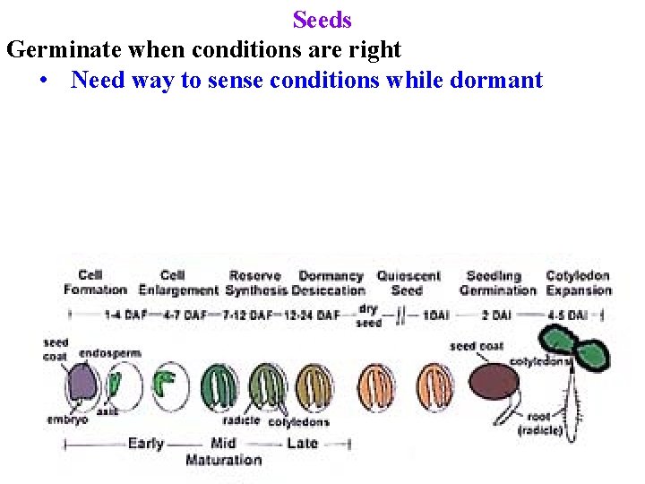 Seeds Germinate when conditions are right • Need way to sense conditions while dormant