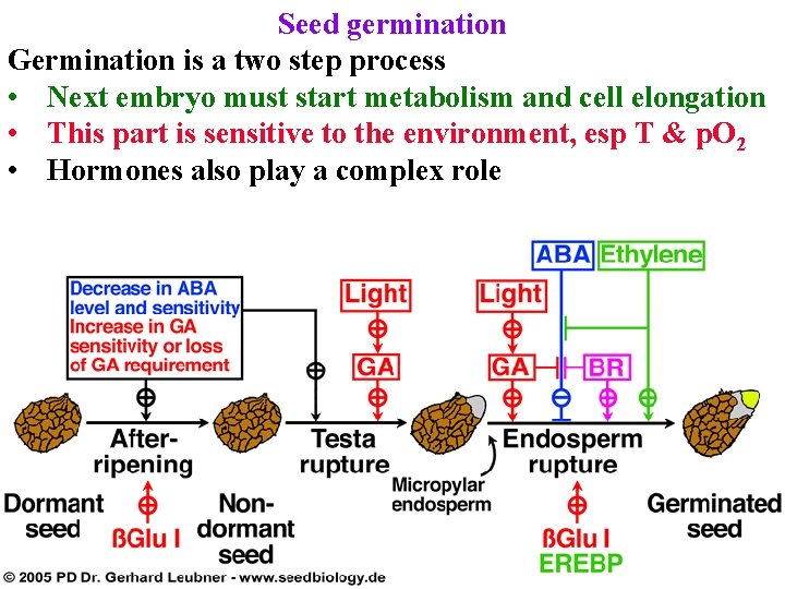 Seed germination Germination is a two step process • Next embryo must start metabolism