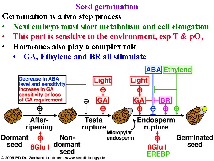 Seed germination Germination is a two step process • Next embryo must start metabolism