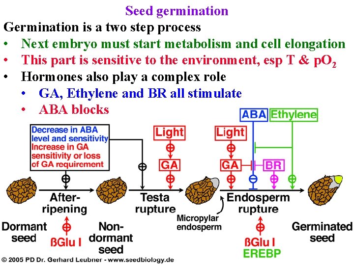 Seed germination Germination is a two step process • Next embryo must start metabolism