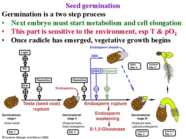 Seed germination Germination is a two step process • Next embryo must start metabolism