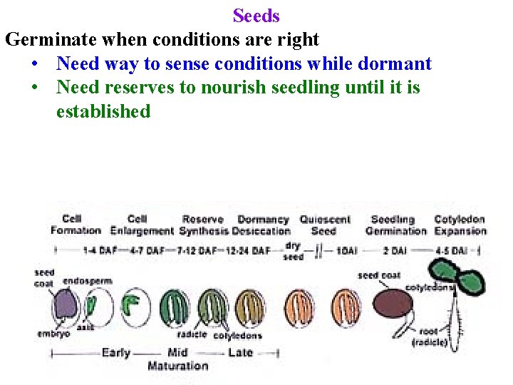 Seeds Germinate when conditions are right • Need way to sense conditions while dormant
