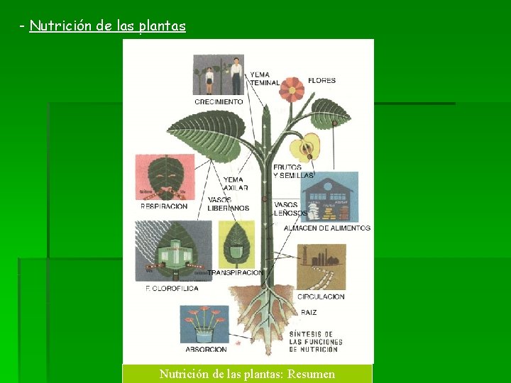 - Nutrición de las plantas: Resumen 