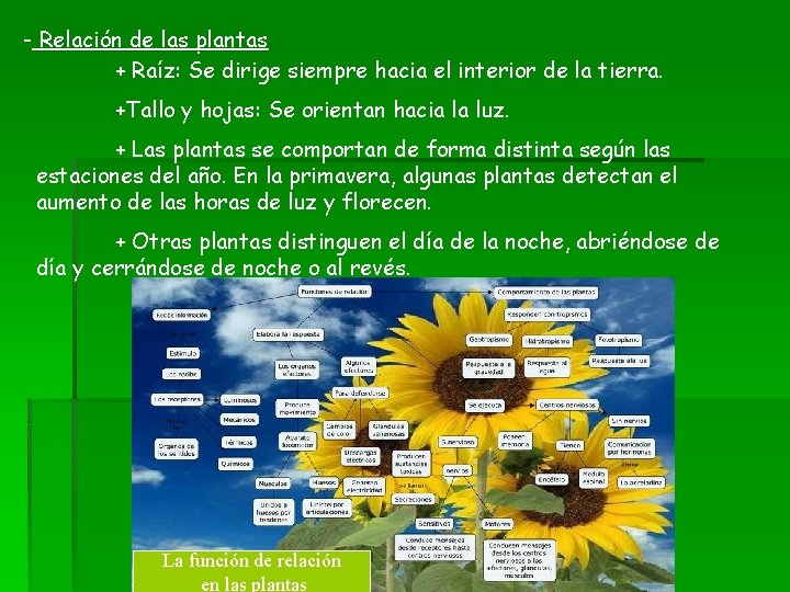 - Relación de las plantas + Raíz: Se dirige siempre hacia el interior de