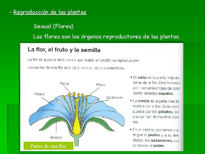 - Reproducción de las plantas Sexual (Flores) Las flores son los órganos reproductores de