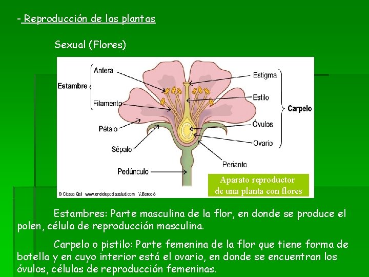 - Reproducción de las plantas Sexual (Flores) Aparato reproductor de una planta con flores