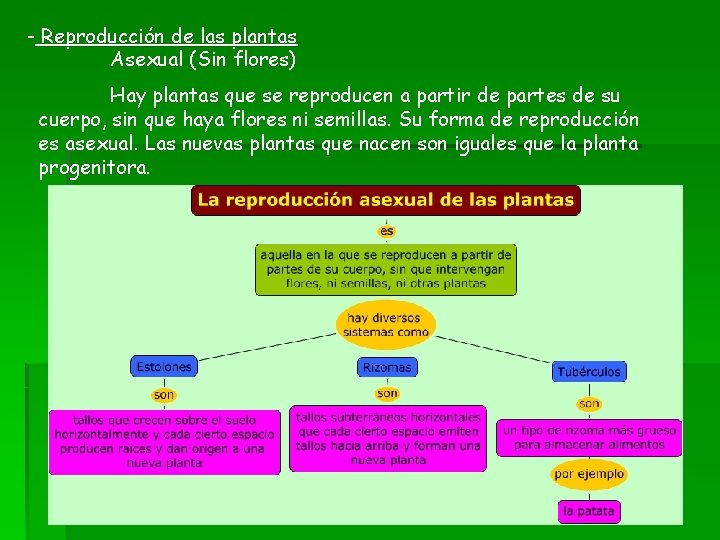 - Reproducción de las plantas Asexual (Sin flores) Hay plantas que se reproducen a