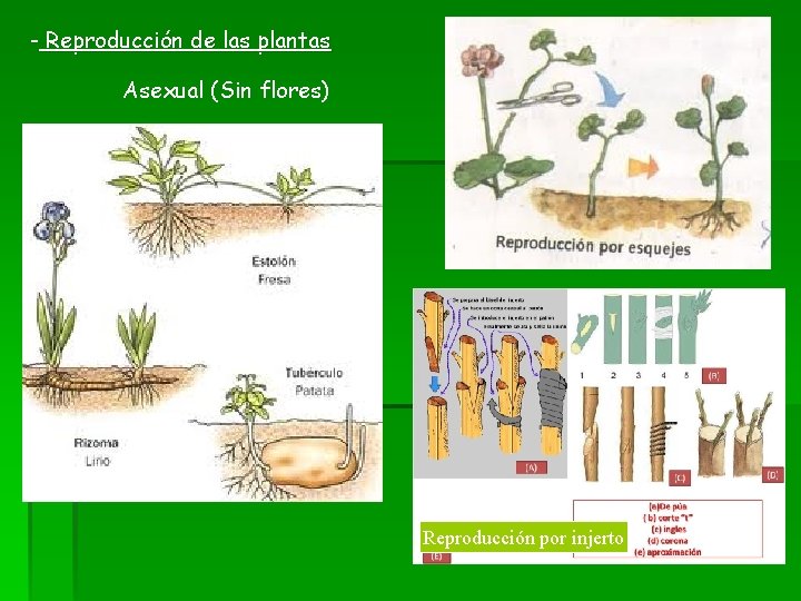- Reproducción de las plantas Asexual (Sin flores) Reproducción por injerto 