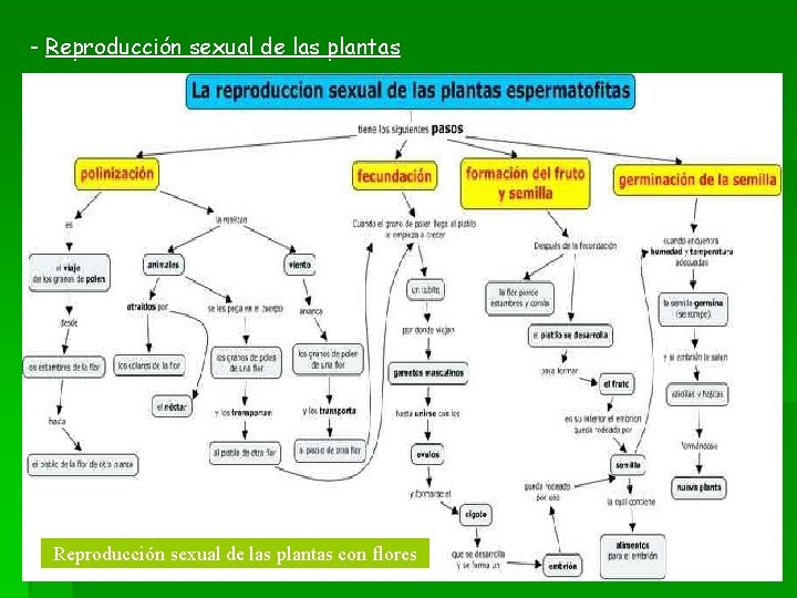 - Reproducción sexual de las plantas con flores 