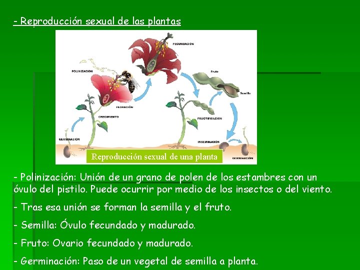 - Reproducción sexual de las plantas Reproducción sexual de una planta - Polinización: Unión