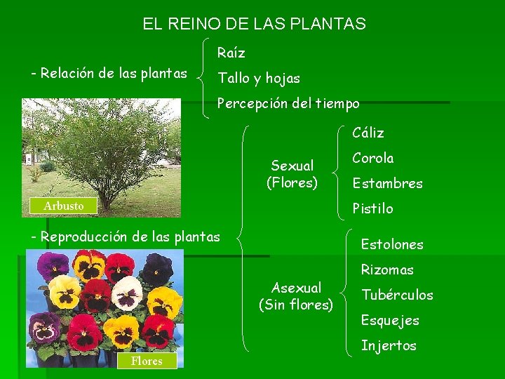 EL REINO DE LAS PLANTAS Raíz - Relación de las plantas Tallo y hojas