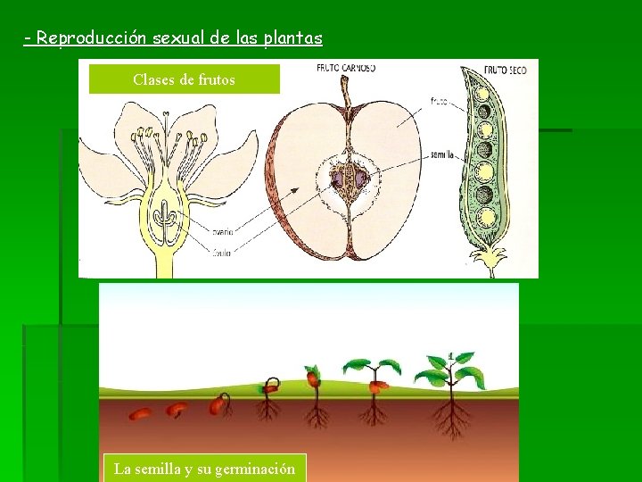 - Reproducción sexual de las plantas Clases de frutos La semilla y su germinación