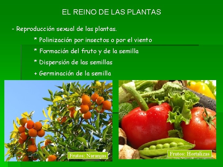 EL REINO DE LAS PLANTAS - Reproducción sexual de las plantas. * Polinización por
