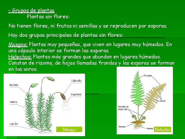 - Grupos de plantas Plantas sin flores: No tienen flores, ni frutos ni semillas