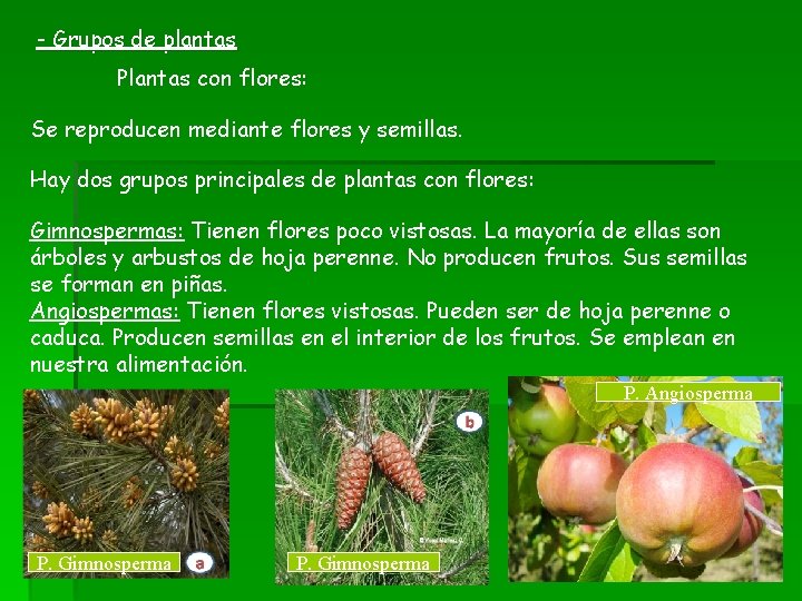 - Grupos de plantas Plantas con flores: Se reproducen mediante flores y semillas. Hay