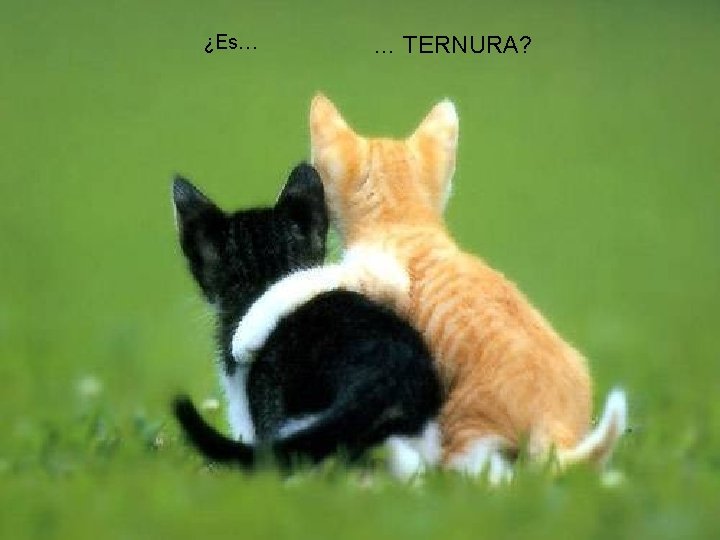 ¿Es… … TERNURA? 