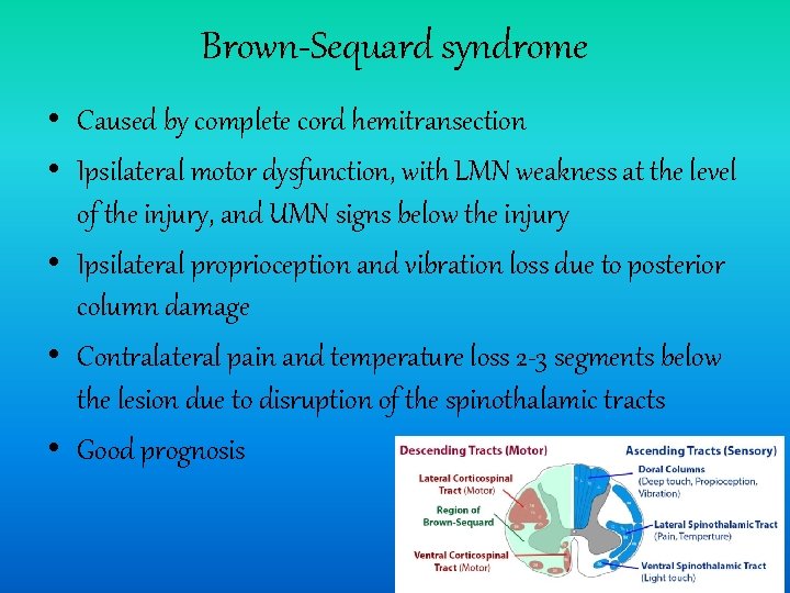 Brown-Sequard syndrome • Caused by complete cord hemitransection • Ipsilateral motor dysfunction, with LMN