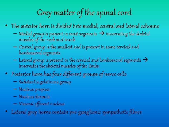 Grey matter of the spinal cord • The anterior horn is divided into medial,