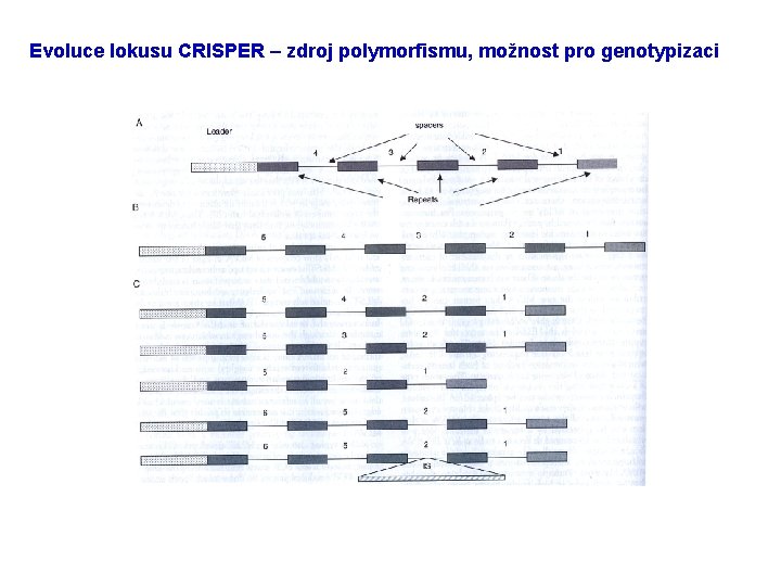 Evoluce lokusu CRISPER – zdroj polymorfismu, možnost pro genotypizaci 