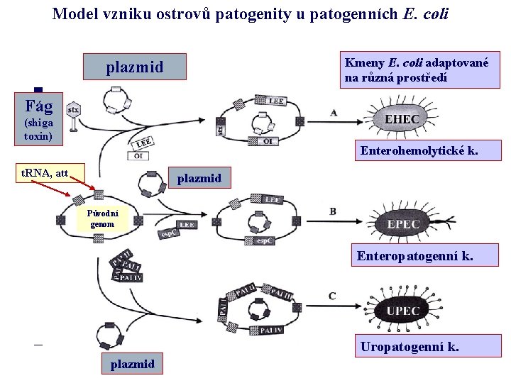 Model vzniku ostrovů patogenity u patogenních E. coli Kmeny E. coli adaptované na různá