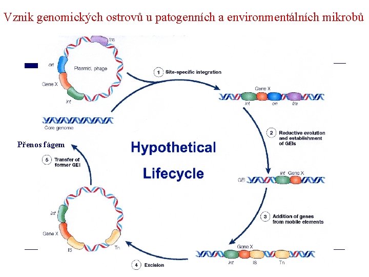 Vznik genomických ostrovů u patogenních a environmentálních mikrobů Přenos fágem 