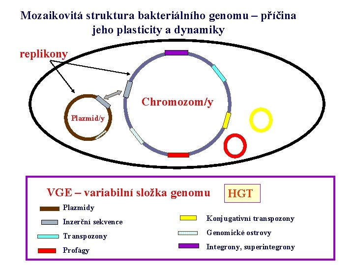 Mozaikovitá struktura bakteriálního genomu – příčina jeho plasticity a dynamiky replikony Chromozom/y Plazmid/y VGE