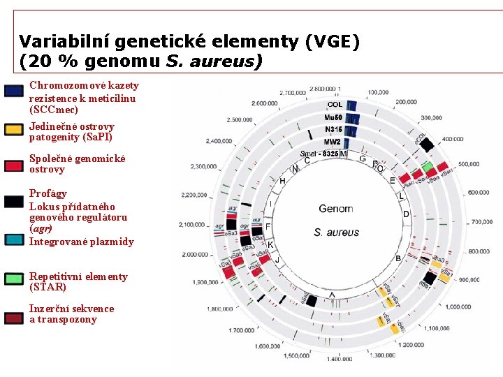 Variabilní genetické elementy (VGE) (20 % genomu S. aureus) Chromozomové kazety rezistence k meticilinu