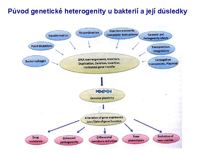 Původ genetické heterogenity u bakterií a její důsledky 