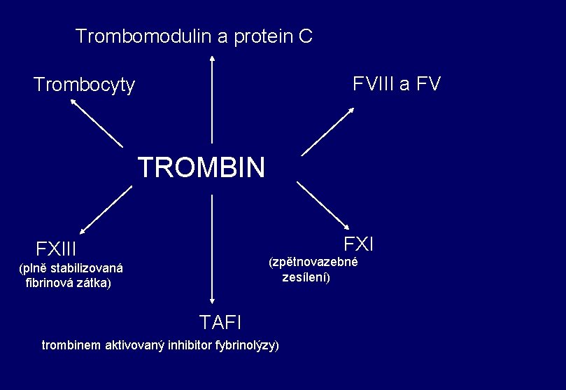 Trombomodulin a protein C FVIII a FV Trombocyty TROMBIN FXIII (zpětnovazebné zesílení) (plně stabilizovaná